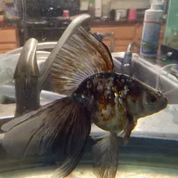Veiltail Goldfish, photo 5
