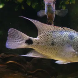 White Cichlid, photo 1