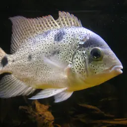 White Cichlid, photo 2