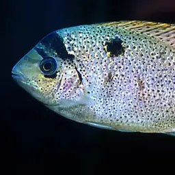 White Cichlid, photo 3