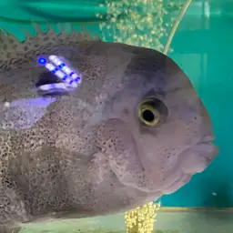 White Cichlid, photo 4