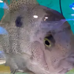 White Cichlid, photo 5