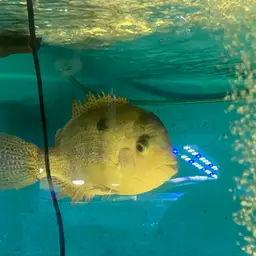 White Cichlid, photo 6