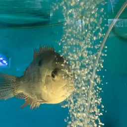 White Cichlid, photo 7