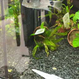 White Cichlid, photo 8