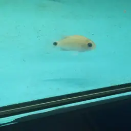 White Cichlid, photo 9