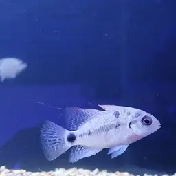 White Cichlid, photo 10