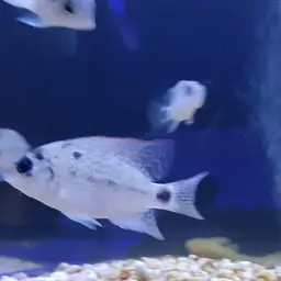 White Cichlid, photo 11