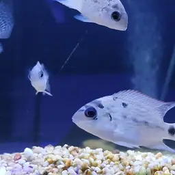 White Cichlid, photo 12