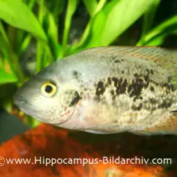 Twoband Cichlid, photo 1