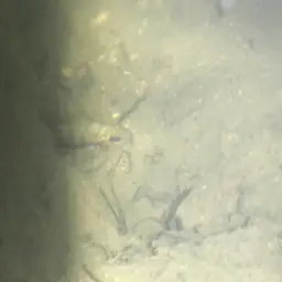 Twoband Cichlid, photo 2