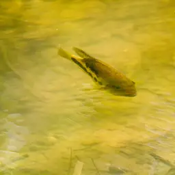 Twoband Cichlid, photo 3