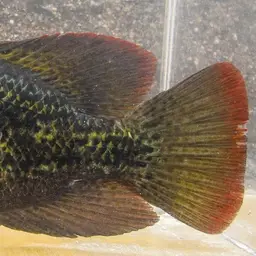 Twoband Cichlid, photo 4