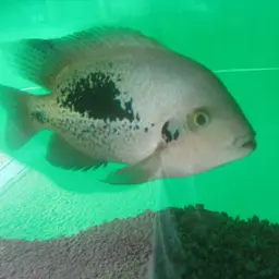 Twoband Cichlid, photo 5