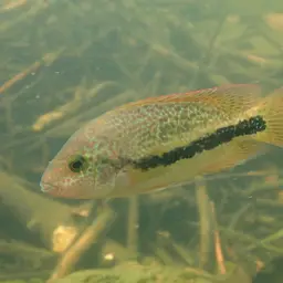 Twoband Cichlid, photo 6