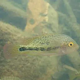 Twoband Cichlid, photo 7