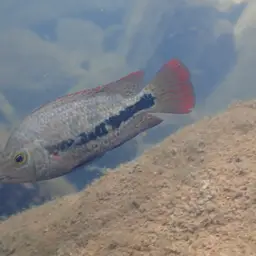 Twoband Cichlid, photo 8