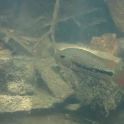 Twoband Cichlid, photo 9