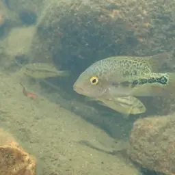 Twoband Cichlid, photo 10