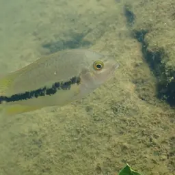 Twoband Cichlid, photo 11