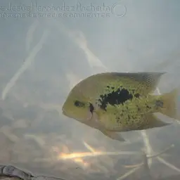 Twoband Cichlid, photo 12