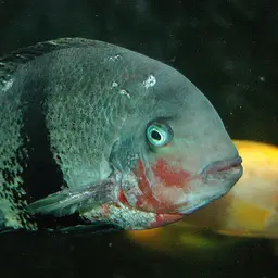 Blackbelt Cichlid