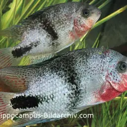 Blackbelt Cichlid, photo 2