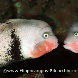 Blackbelt Cichlid, photo 3