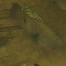 Blackbelt Cichlid, photo 4