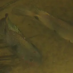 Blackbelt Cichlid, photo 5