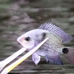 Blackbelt Cichlid, photo 7