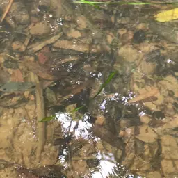 Blackbelt Cichlid, photo 8