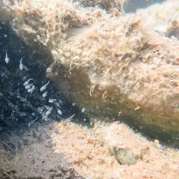 Blackbelt Cichlid, photo 9