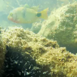 Blackbelt Cichlid, photo 10