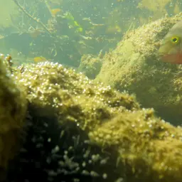 Blackbelt Cichlid, photo 11