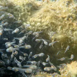 Blackbelt Cichlid, photo 12