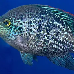 Oaxaca Cichlid, photo 1