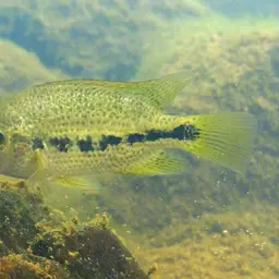 Oaxaca Cichlid, photo 2