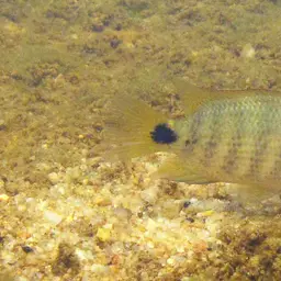 Oaxaca Cichlid, photo 3