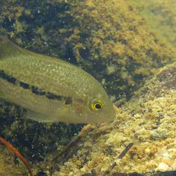Oaxaca Cichlid, photo 4