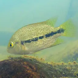 Oaxaca Cichlid, photo 5
