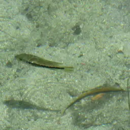 Oaxaca Cichlid, photo 6