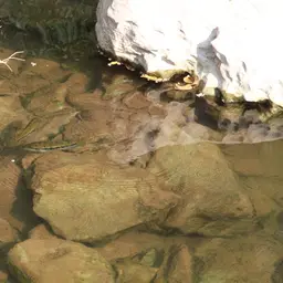 Oaxaca Cichlid, photo 7