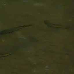 Oaxaca Cichlid, photo 10