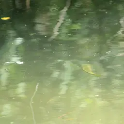 Oaxaca Cichlid, photo 12