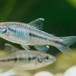 Villwock's killifish, photo 6
