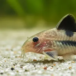 Virginia's Cory, photo 4