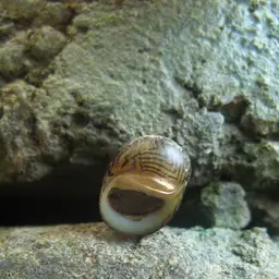 Marine Nerite Snail, photo 1