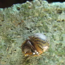 Marine Nerite Snail, photo 2