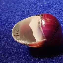 Red Racer Nerite Snail, photo 1